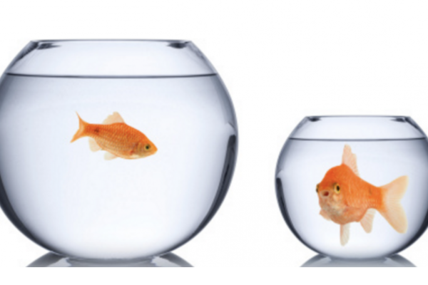 2 goldfish in 2 bowls